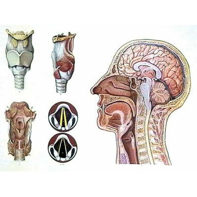 Capul si laringele. Cu sipci