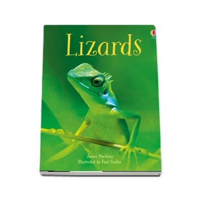 Lizards