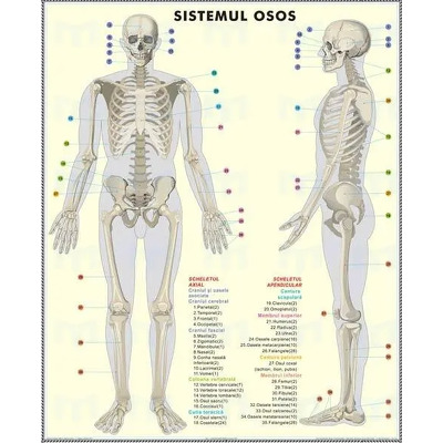 Plansa duo Scheletul uman/Sistemul muscular