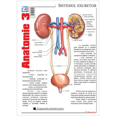 Pliant Anatomie 3