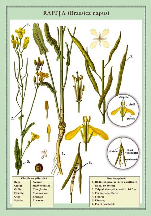 Rapita (Brassica napus) ( plansa, 700x1000mm, cu sipci)