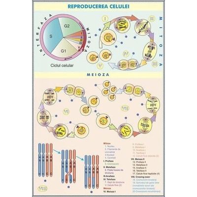 Reproducerea celulei - Viermii plati parazitari. Plansa DUO.